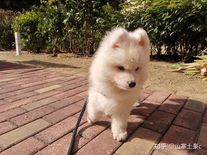 七个月大的萨摩耶犬的成长发育及身体变化探讨